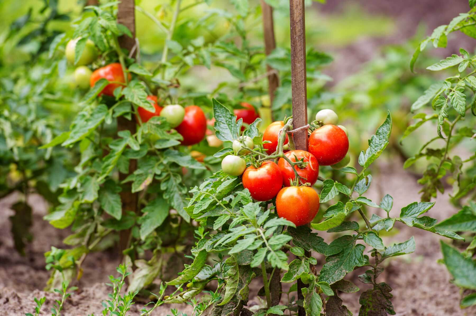 Tomato Disease Classification Screenshot